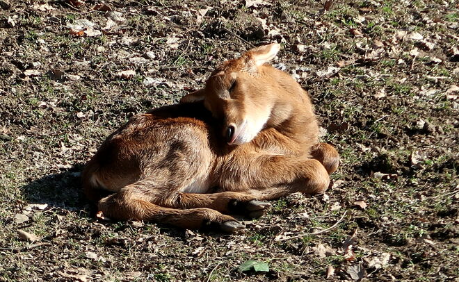 "Ich bin frisch geboren"