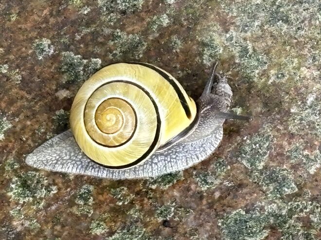 Wo geht es hier zum Salat? 