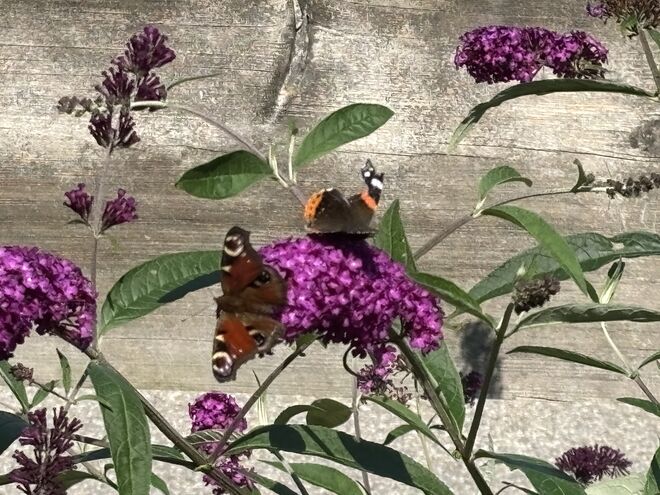 Einträchtiges Miteinander  