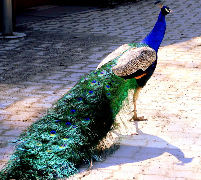 Im prachtvollen Federgewand