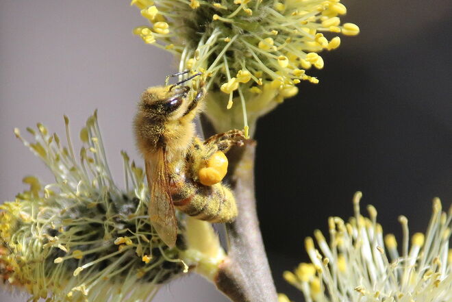 Ordentlich Bienenfutter