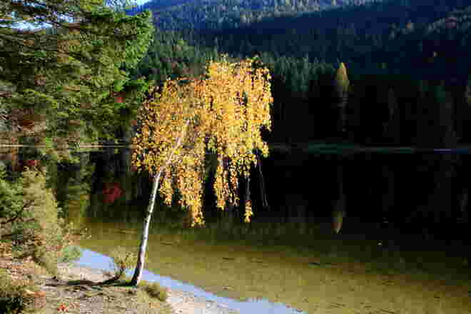 Kleine Birke am Ufer