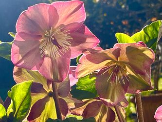 Frühblühende Schneerosen