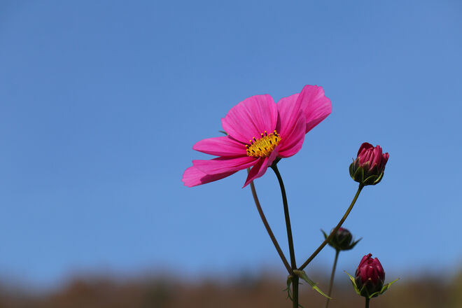 Farbenspenderin im Spätherbst