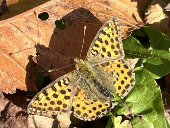 Der kleine Perlmuttfalter