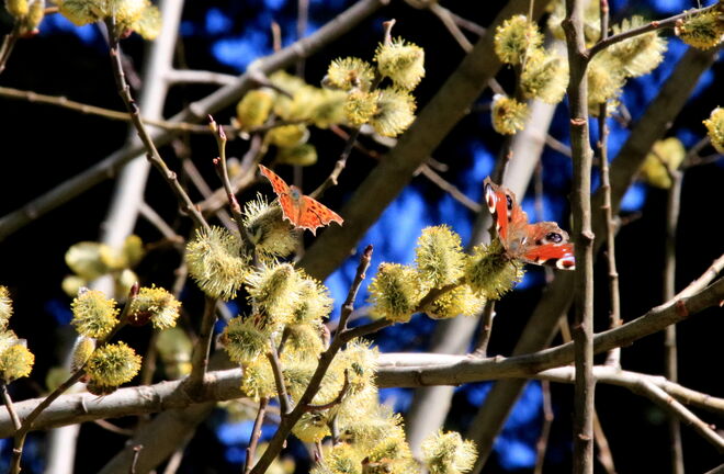 Viel los auf so einer Weide....