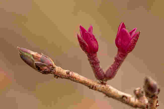 Rote Blüten