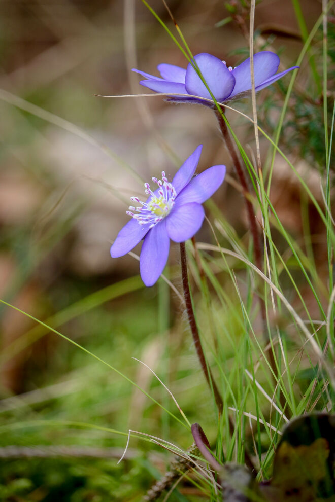 Klein und zart, ein wunderbarer Farbklecks im Wald...
