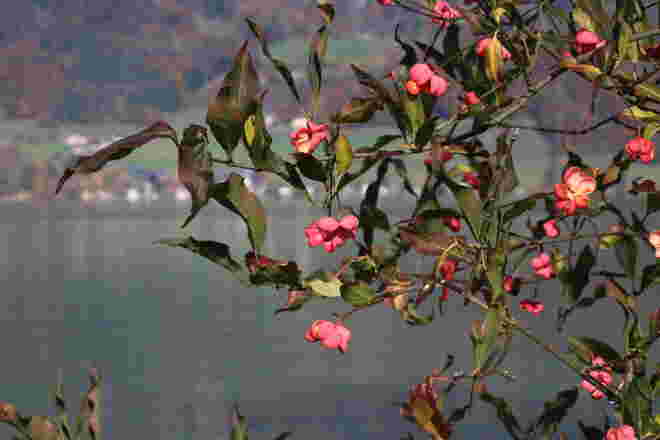 Rote Früchte des Spindelstrauches