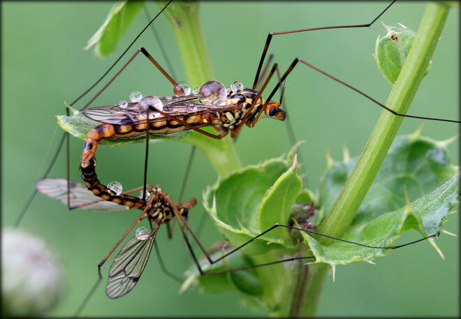 * ein Date im Regen *