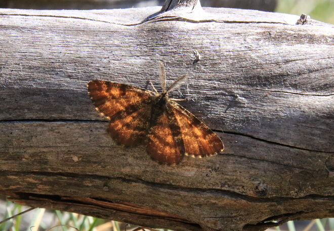 Dieser kleine Spanner ist auch schon unterwegs