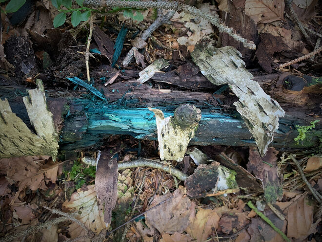 Vom Grünspanbecherling verfärbtes Holz.