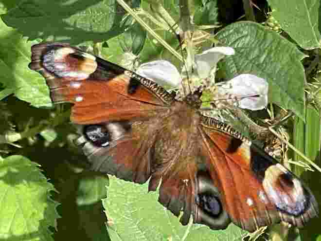 Tagpfauenauge auf Brombeerblüte 