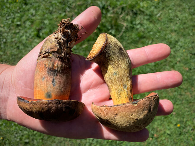 Flockenstieliger und Netzstieliger Hexenröhrling