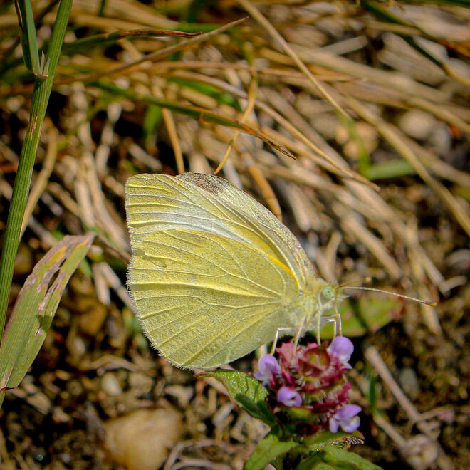 Gestern war mein Glückstag, so viele schöne Schmetterlinge waren unterwegs...
