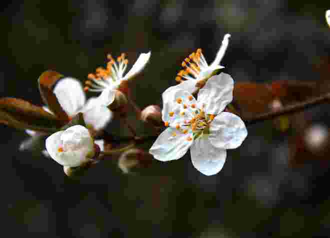 Frühlingsblüten