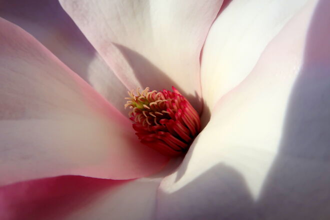 Ein Blick in das zarte Innenleben der Magnolienblüte