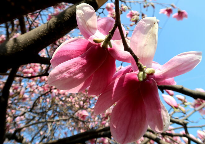 Und jedes Jahr wieder der Blick in den "Magnolien-Blüten-Himmel"