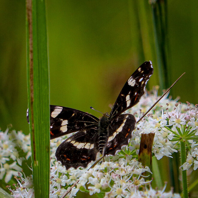 Überall der süße Nektar...