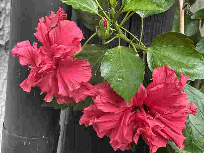 Unser kleinster Hibiskus trägt die größten Blüten  