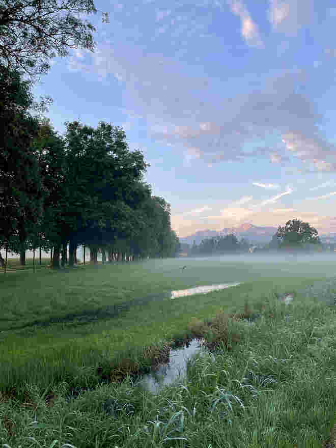 Graureihers Refugium
