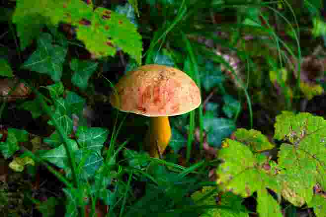Pilz am Waldwegesrand