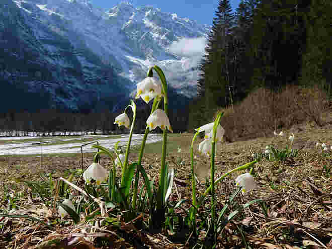Frühlingsknotenblumen
