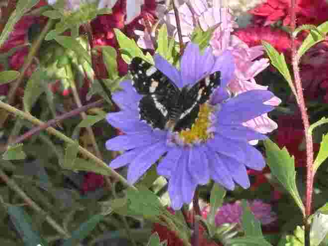 Das Landkärtchen genießt die wärmenden Sonnenstrahlen auf einer Aster  