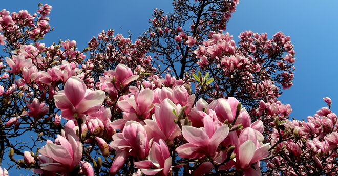 Und wieder strotzen sie vor lauter Blüten