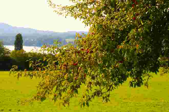 Rote Apferl