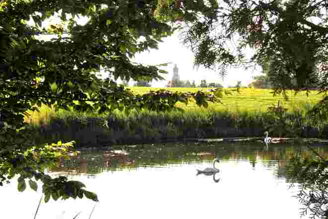 Schwanenfamilie in einem Teich in Seekirchen