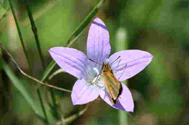 Dickkopffalter auf Glockenblume