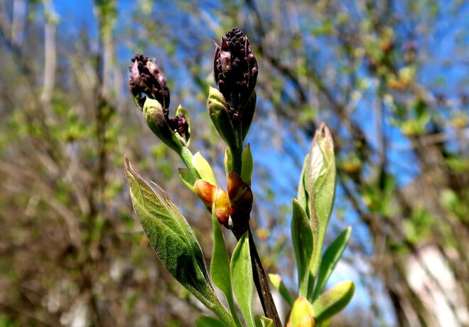 Entfaltung im Frühling 