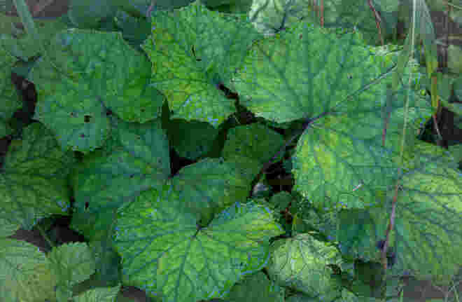 Blattsalat