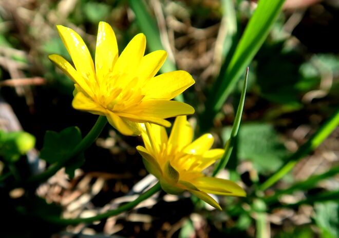 Glanzstrahler in der Frühlingssonne