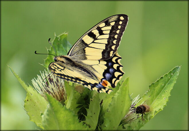 * Überraschungsgast in der Distelwiese *