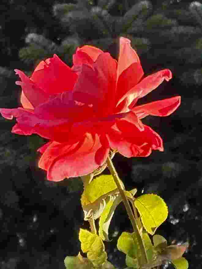 Alexanderrose in der Abendsonne. 