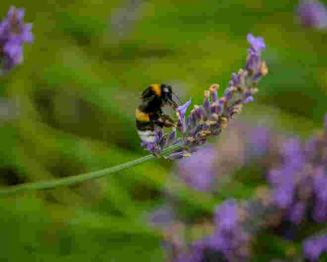 Hier wird ein Lavendel bearbeitet...