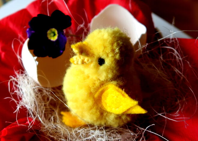 Piepmatz, gerade geschlüpft