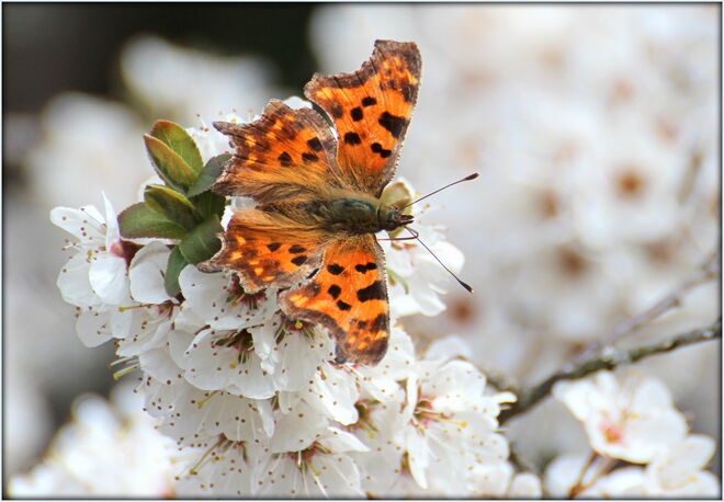 * Besuch auf der Blutpflaume *