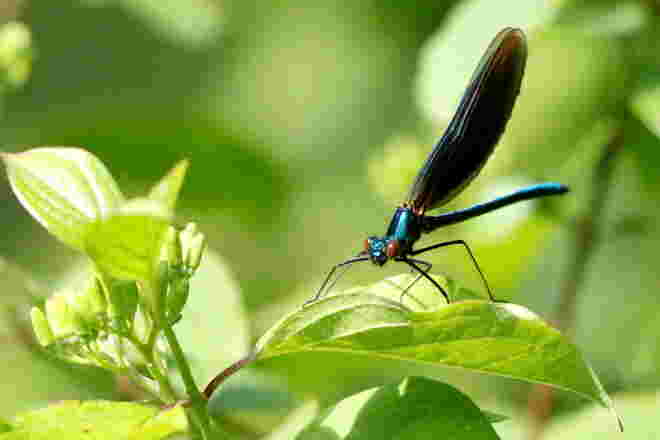 Prachtlibelle