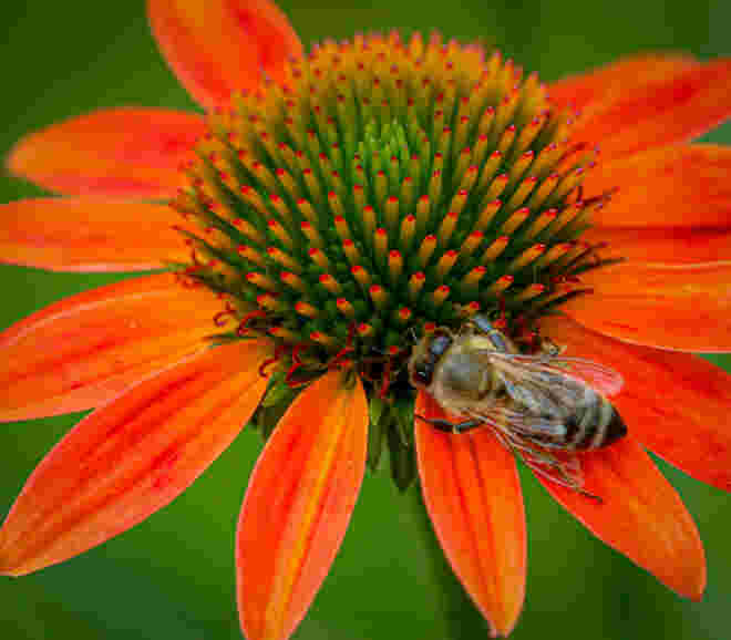 Fleißiges Bienchen...
