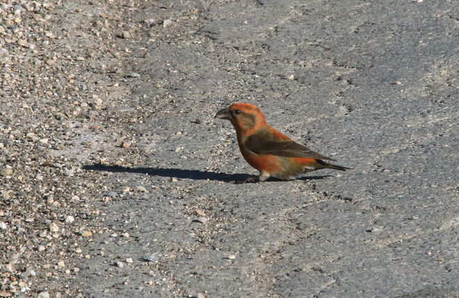 Ein Fichtenkreuzschnabel