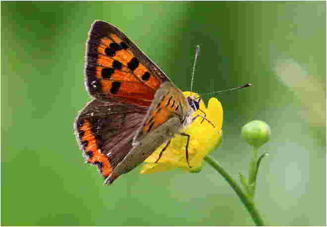 * von der Butterblume naschen *