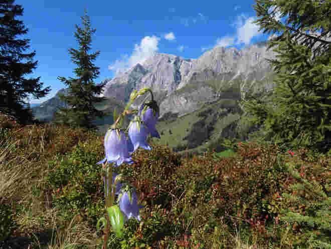 Bärtige Glockenblume