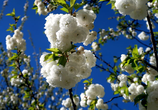 Weiße Blütentrauben unter blauem Himmel