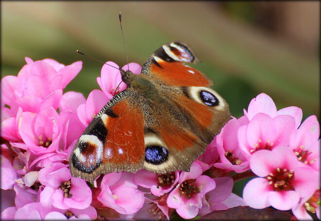 * volltanken im Frühling *