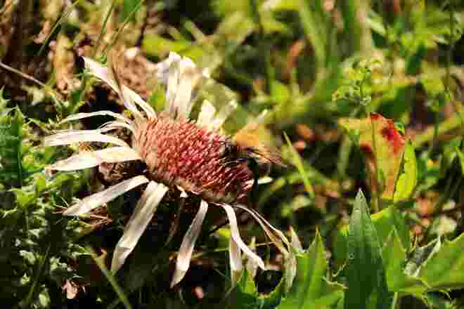 Eine Silberdistel mit Hummelbesuch