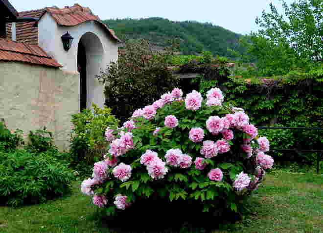 Blütenreicher Gartenwinkel 