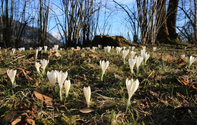 Ein Fleckerl mit weißen Krokussen